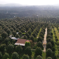 Bán Vườn Sầu Riêng 15000M2 View Sông Đạ Hoai 300 Cây Thái Năm Thứ 6, Đang Thu Mạnh.