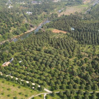 Bán Vườn Sầu Riêng 15000M2 View Sông Đạ Hoai 300 Cây Thái Năm Thứ 6, Đang Thu Mạnh.
