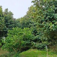 Bán Bán Đất Nhơn Ái, Phong Điền, Cần Thơ Tặng Vườn Sầu Riêng Đang Cho Trái Có Hệ Thống Tưới Tự Động