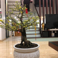 Bán Nhà Riêng Đẹp Tại Lò Lu, Trường Thạnh, Quận 9, Hcm, 16 Tỷ, 350 M2