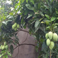 Đất Thổ Cư Thuộc Khu Dân Cư Hiện Hữu Xã Phước Khánh, Nhơn Trạch, Đồng Nai