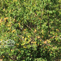 Đất Vườn View Thoáng .Gần Cầu Kính Mộc Châu 1.108M² Full Tiện Ích - Mặt Tiền 20M Sổ Đỏ Riêng