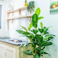 Toà Nhà 5 Tầng, 7 Căn Hộ, Dòng Tiền Thuê 20 Triệu Một Tháng. Phố Tây Phường Lộc Thọ Nha Trang