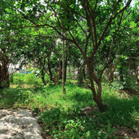 Bán Nhanh 400M2 Đất Vườn Trồng Cây Lô Góc Đường Bê Tông Ô Tô Gồm 2 Sổ Hổng Giá Chỉ 1,2 Tỷ