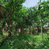 Chinh Chủ Cần Bán Nhanh 258M2 Đất Nền Ô Tô Vào Đất Có 200M2 Thổ Cư Ont