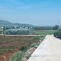 Bán Đất Nền 169M2 Tại Xã Liên Hiệp, Đức Trọng, Lâm Đồng, 980 Triệu