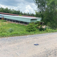 Trang Trại 2Ha Cạnh Củ Chi, Quy Hoạch Khu Dân Cư, Thị Xã Trảng Bàng.