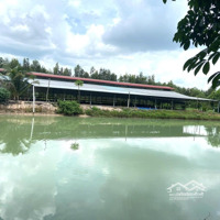 Trang Trại 2Ha Cạnh Củ Chi, Quy Hoạch Khu Dân Cư, Thị Xã Trảng Bàng.