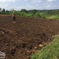 Đất Kkt Vân Phong, 8146M2 Đất Rừng Sản Xuất Tại Thôn Bình Trung 1, Vạn Bình, Giá Chỉ Hơn 1, 4 Triệu/M2