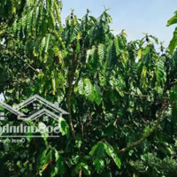 Cần Bán Lô Đất Diện Tích Lớn Xã Lộc Ngãi