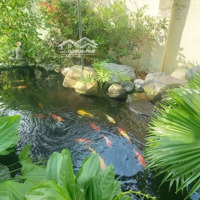 Nhà Vườn Nghỉ Dưỡng Có Hồ Cá Koi, Vườn Cây Ăn Trái Đường Ô Tô 23/10 Vĩnh Trung Chỉ 15 Triệu/M2