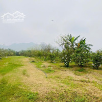 Cần Bán Trang Trại Cây Ăn Quả Nông Trường Cao Dương - Lương Sơn, Cách Tt Hn 55Km