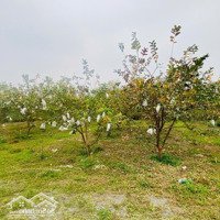 Cần Bán Trang Trại Cây Ăn Quả Nông Trường Cao Dương - Lương Sơn, Cách Tt Hn 55Km