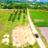 Đất Giáp Đạ Huoai-Lâm Đồng Bán Lô Full Sầu Riêng Có 43Mmặt Tiềnnhựa Sẵn Tc Cách Tỉnh Lộdiện Tích725 Hơn 100M