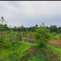 Bán vườn sầu riêng:  21.600m²  (36m x 600m, thổ 600m²) Đường nhựa xe ô tô, xã Thanh Mỹ, H Tháp Mười., đồng tháp