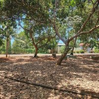 Bán 8.4 Sào Đất Đẹp Mơ, Giá Rẻ, Đường Nhựa 10M, Phủ Hồng Toàn Bộ