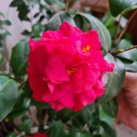 Bán Nhà Ngõ Đường Điện Biên Tp Nam Định Phường Cửa Bắc 1Tỷ 150 Triệu