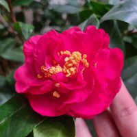 Bán Nhà Ngõ Đường Điện Biên Tp Nam Định Phường Cửa Bắc 1Tỷ 150 Triệu