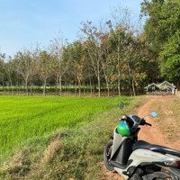 Đất Dành Cho Nhà Đầu Tư Lâu Dài, 2 Mặt Tiền, Shr, 1/ Trung Lập Pmh, Củ Chi