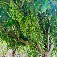 4467m2 đất vườn trái cây ở xã Phú Mỹ Hưng, Củ Chi giá 5,8 tỷ