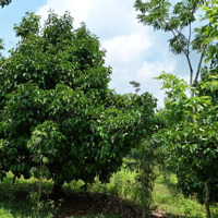 Đất Đẹp Có Sẵn Vườn Măng Cụt Lâu Năm Đang Cho Thu Hoạch, Phù Hợp Làm Nhà Vườn Nghỉ Dưỡng