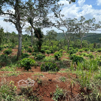 Bán Gấp 2,6Ha Đất Đẹp Bằng 200M Mặt Tiền Có Nguôn Thu Ổn Định Giá Đầu Tư Phân Lô Hoặc Làm Vườn