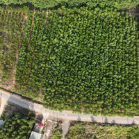 Bán Đất Sát Kcn Long Đức Long Thành 2 Mặt Tiền Diện Tích: 5796M Cây Lâu Năm, Quy Hoạch: Full Thổ Cư