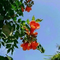 Hạ Giá. Bán Lô 3 Mặt Tiền Vĩnh Hải. Đường Oto Thông Thoáng. 2Ty6 Có Bớt