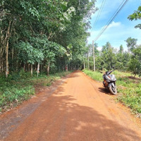 Bán Nhà Vườn Trái Cây 9.888M2 Đất Đỏ Bazan, Góc 2 Mặt Tiền 190M, Đường Nhựa 6M Tại Châu Đức, Brvt