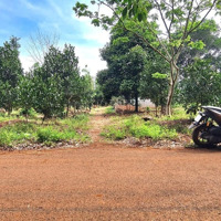 Bán Nhà Vườn Trái Cây 9.888M2 Đất Đỏ Bazan, Góc 2 Mặt Tiền 190M, Đường Nhựa 6M Tại Châu Đức, Brvt