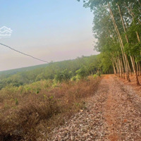 Chính Chủ Cần Bán Đất Tại Hớn Quản, Bình Phước Có Sổ Và Đất Thổ Cư