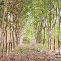 Bán Đất Có Thổ Cư Và Vườn Cao Su Đang Thu Nhập Ổn Định Ấp Tân Lập, Tân Hiệp, Hớn Quản, Bình Phước
