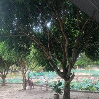 Bán Nhà Nghỉ Homestay 3 Sào Ở Biển Lagi, Bình Thuận Giá Rẻ