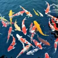BÁN RẺ NHÀ VƯỜN TÂN PHONG, SỔ HỒNG THỔ CƯ, ĐƯỜNG NHỰA 6m THÔNG SÂN ĐẬU OTO