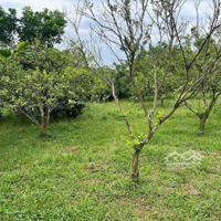 Đất Nền Bán Tại Xã Tiến Xuân, Thạch Thất, Hà Nội, Giá Thỏa Thuận, 1800M2