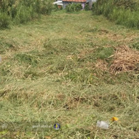 Cần Tiền Bán Lô Đất Đ.bốn Tổng-Một Ngàn,Đông Thuận,Thới Lai,Cần Thơ.diện Tích120M2, Đất Thổ Cư Sạch Đẹp.