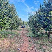 Bán Gấp Vườn Sầu Riêng Ngay Dh507, Đúng Giá Bán 990 Triệu - Shr