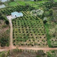 Bán Rẫy Cà Phê Tại Xã Eadar, Eakar, Đăk Lăk