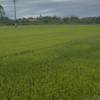 Bán Lô Đất View Hậu Lúa Sát Đường Chính Hùng Vương Tp Du Lịch Hội An
