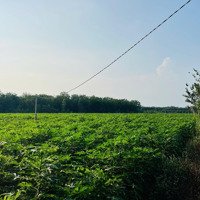 Cần Bán Đất Đẹp Giá Tốt Xã Hội Thắng, Tân Hiệp, Tân Châu, Tây Ninh