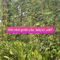 Bán gấp lô đất mặt tiền nhựa 8m giá chỉ 435tr tại Ea Tiêu-Cư Kuin- Đắk Lắk