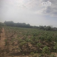 Bán Miếng Đất 1 Mẫu 31 Đất Bằng Phẳng Đang Trồng Mì Tại Tt Tân Minh, Hàm Tân