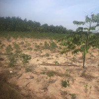 9 Sào Đất Sát Kcn Tân Đức, Hàm Tân. Giá Bán 1.35 Tỷ