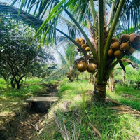 Chính Chủ Bán Lô Đất Vườn, Sổ Sẵn Trao Tay, Vườn Tươi Tốt, Trĩu Quả Hơn 1 Sào - Giá Ngộp Ở Dầu Giây