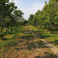 Chính Chủ Bán Lô Đất Vườn, Sổ Sẵn Trao Tay, Vườn Tươi Tốt, Trĩu Quả Hơn 1 Sào - Giá Ngộp Ở Dầu Giây