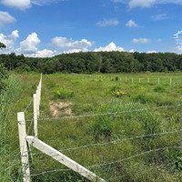 Bán Miếng Đất Vườn View Suối Nước Trong Vắt Tại Phú Giáo - Bình Dương - Giá Bán 750 Triệu - Shr