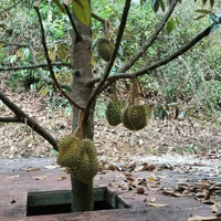 Bán 16 Hec Đất Xã Tiên Hoàng, Cát Tiên, Lâm Đồng Giá Chỉ 14 Tỷ