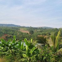 Tôi Chính Chủ Cần Bán Gấp Vườn Cafe Đang Thu Hoạch Giá Chỉ 200 Triệu/Sào Mặt Tiền Sông Đồng Nai Cực Rẻ