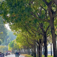 Mặt Tiền Đường Hoàng Sa - Nơi Nhịp Sống Giao Hòa Cùng Vẻ Đẹp