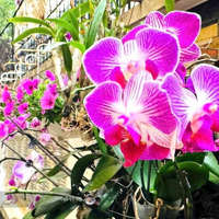 Gía Chào 79 Tỷ. Biệt Thự Liền Kề Kđt Sudico Sông Đà Mỹ Đình. Đối Diện Tòa Keangnam, Cạnh The Manor.
